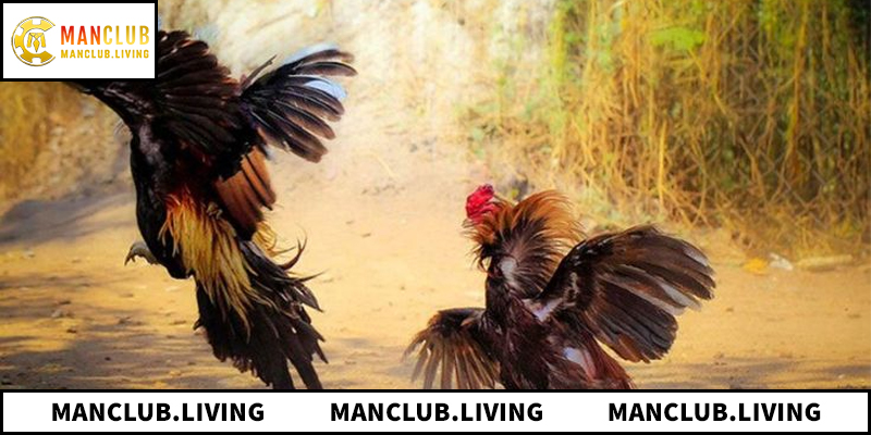 Khám phá sức hút hấp dẫn của đá gà ManClub